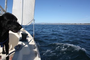 my dog sails! nora at sea