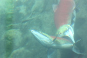 redfish lake sawtooth mountains idaho redfish lake sawtooth mountains idaho