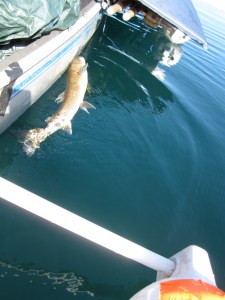 redfish lake sawtooth mountains idaho redfish lake sawtooth mountains idaho