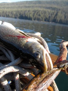redfish lake sawtooth mountains idaho redfish lake sawtooth mountains idaho