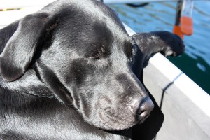 redfish lake sawtooth mountains idaho redfish lake sawtooth mountains idaho