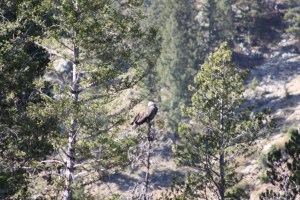 redfish lake sawtooth mountains idaho redfish lake sawtooth mountains idaho